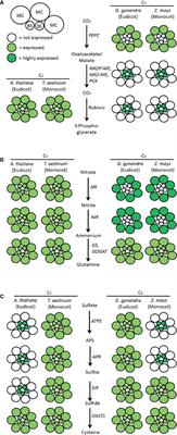 Ensuring Nutritious Food Under Elevated CO2 Conditions: A Case for Improved C4 Crops